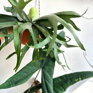 Кисельные берега