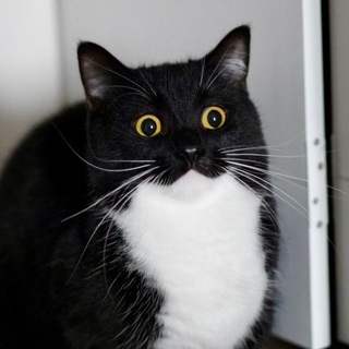 кисундра понимает