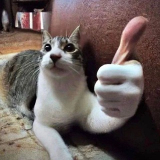 Котики из Душанбе