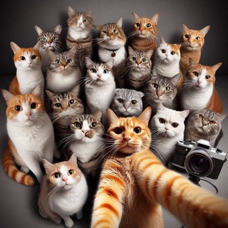 Клуб любителей котов