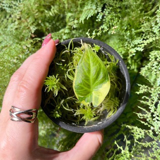 Арина | Цветочный кит | растения | коллекция 🌿