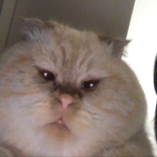 кошковарёжки