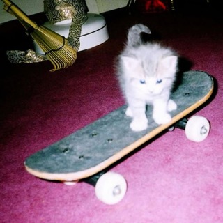 ✨ котохранилище✨