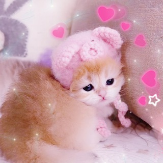 kitty lashroom | РЕСНИЦЫ & БРОВИ | Китти Лэшрум