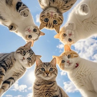 Это мой котёнок