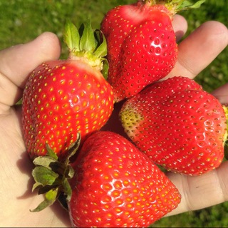 🍓Ягодная Экоферма Дудкиных. Клубника Новокузнецк.