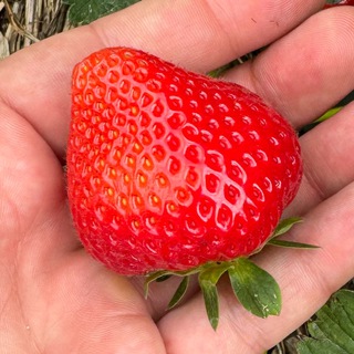 КУРС КЛУБНИКА ДОСТУП