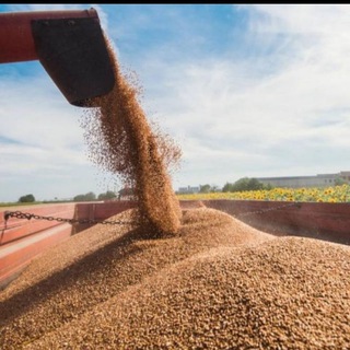 Зерно России