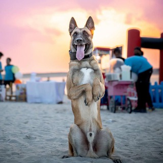 𝑲𝑵𝑰𝑭𝑬 𝑶𝑭 𝑲𝑬𝑭𝑰𝑹𝑪𝑯𝑰𝑲 🔪🌷