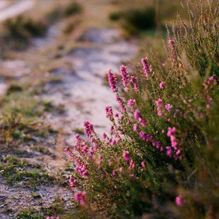 Книжный вереск🌾