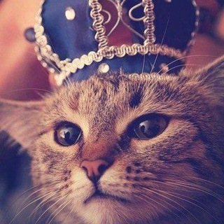 Приколы!!!Котики!!! Собачки!!!