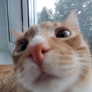 Тут живёт Koigaman ☕️