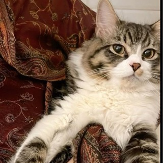 𝓴𝓸𝓶𝓮𝓽𝓪.𝓸7🌙