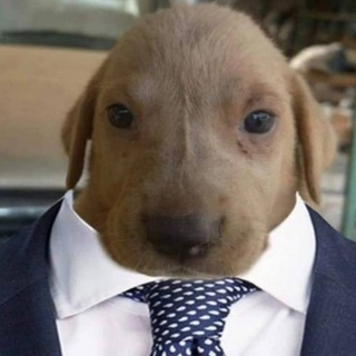 Комишная притвора🍥