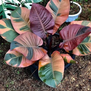 Комнатные цветы