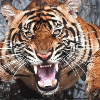 Тигры Конфликт Дальневосточного региона