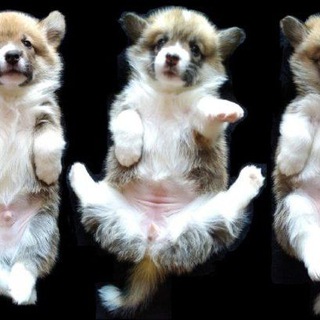 Блог о животных, КОРГИТЕКА