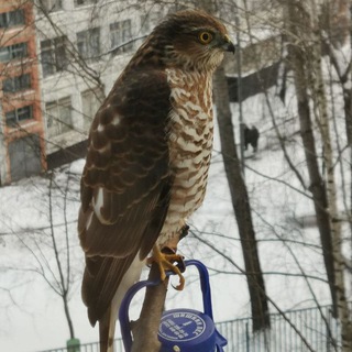 Кормушка за окном