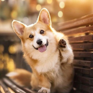 Усатая Моська