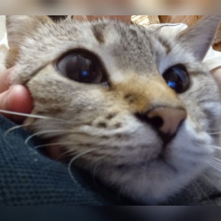 Кошка_Буся🐈