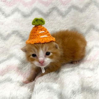 Я Кошкорин младший