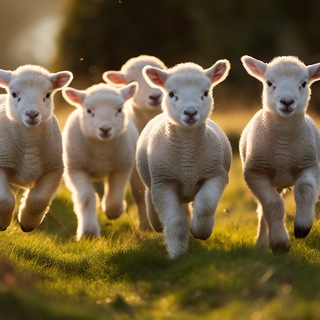 КоСоГоР Пастбищные экосистемы