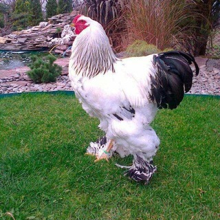 kosonsoy tovuq kaftar quyon bozori