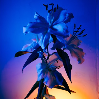 мобильная фотография & обучение