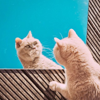 Кот Анекдот 😅