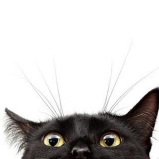 У меня лапки 🐾 Коты