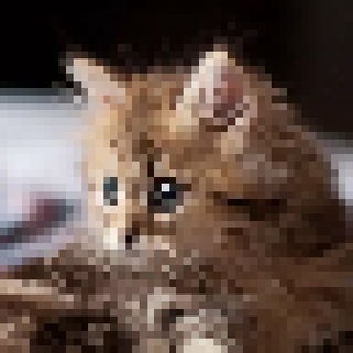 Мемы с котиками