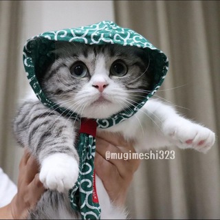 Лежанка kot_molod0y🧣 /kot