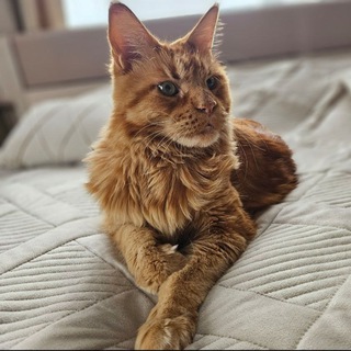 Кот Спартак