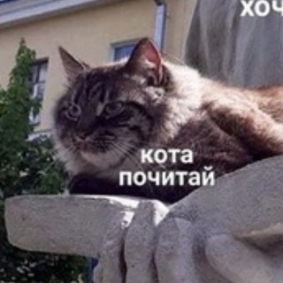кота почитай 🐈‍⬛ книжный блог