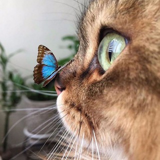 Кот и 3 Кошки