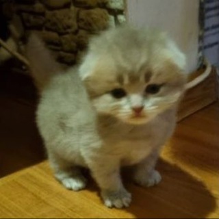 уголок котёнка