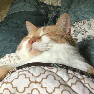 котеночек носиком клюет