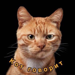 Кот говорит