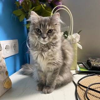 Котейкины новости