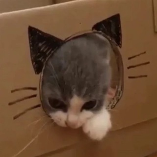 поставка котичей