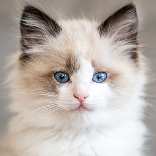 Коты, котята и котики