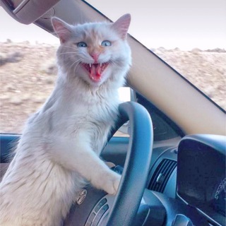 Котик на девятке