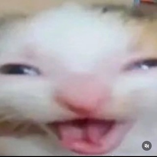 Котики додики