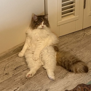 котята слушают котика