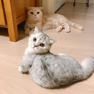 Котики котейки