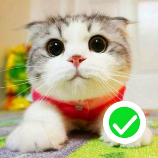 Котяшечная 😺