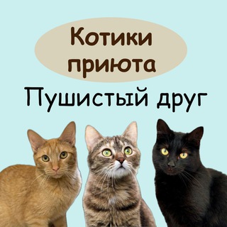 Котики приюта "Пушистый друг"