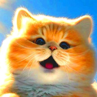 Котики И Милота