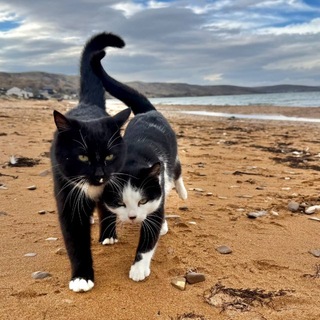 Котики Крыма