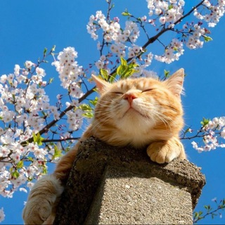 Котята с баффа